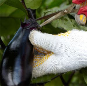 けぶりかわ農園 イメージ